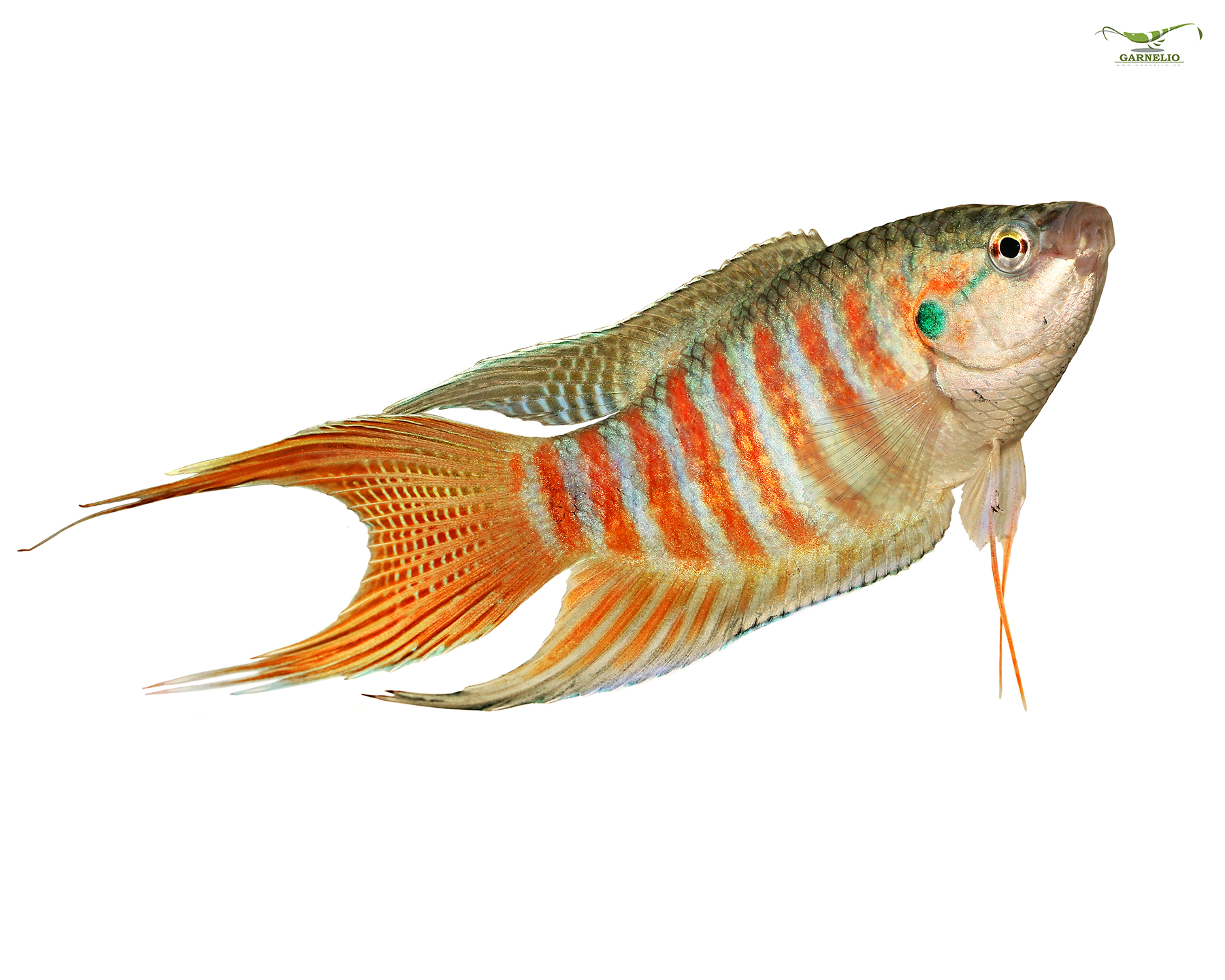 Macropodus opercularis (Paradise Fish)